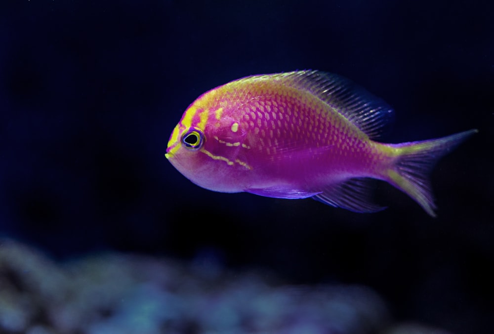 purple fish in closeup photography