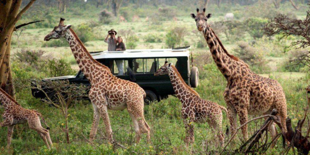 Image result for kinds of safari animals"